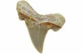 Serrated Sokolovi (Auriculatus) Shark Tooth - Dakhla, Morocco #225232-1
